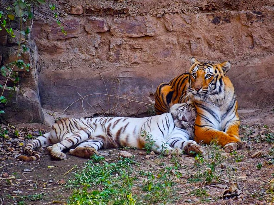 Gwalior Zoo